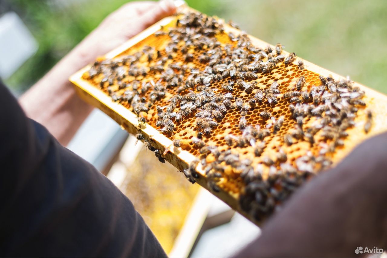 Продукция пчел с пасеки купить на Зозу.ру - фотография № 1