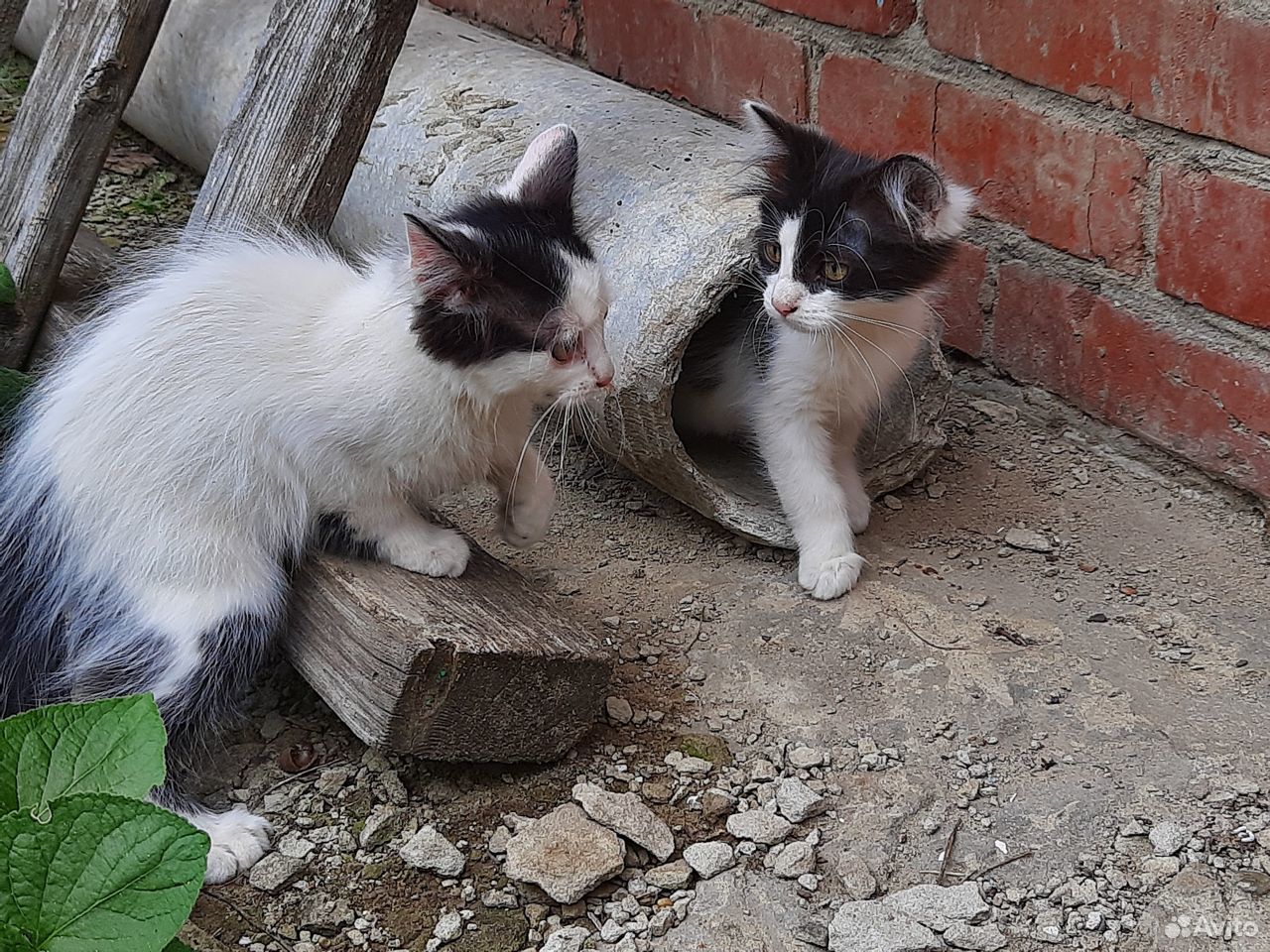 Кошечки дарю маленькое счастье купить на Зозу.ру - фотография № 8