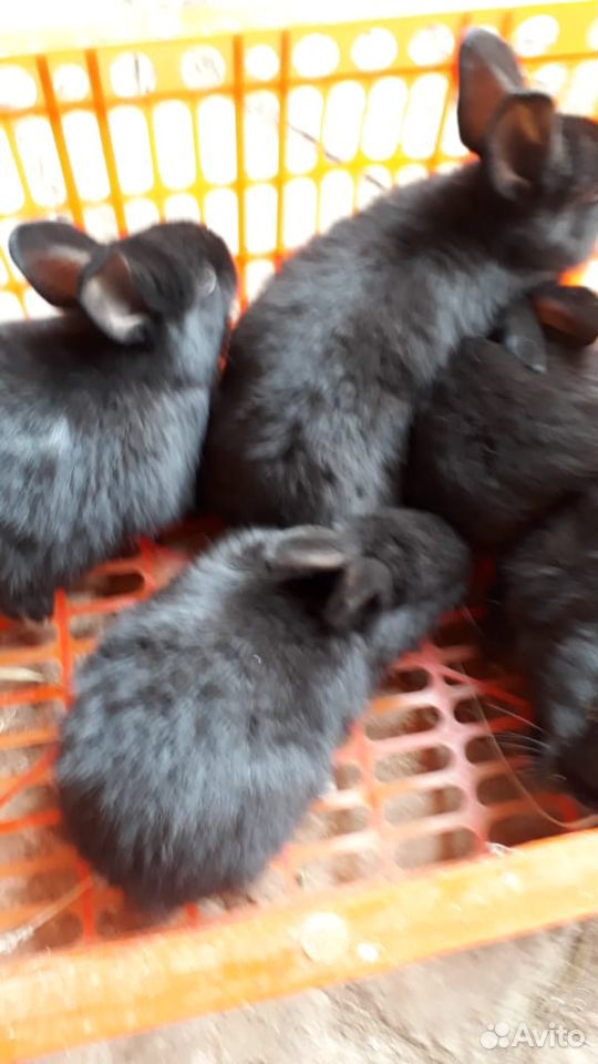 Кролики породы Серебро купить на Зозу.ру - фотография № 2