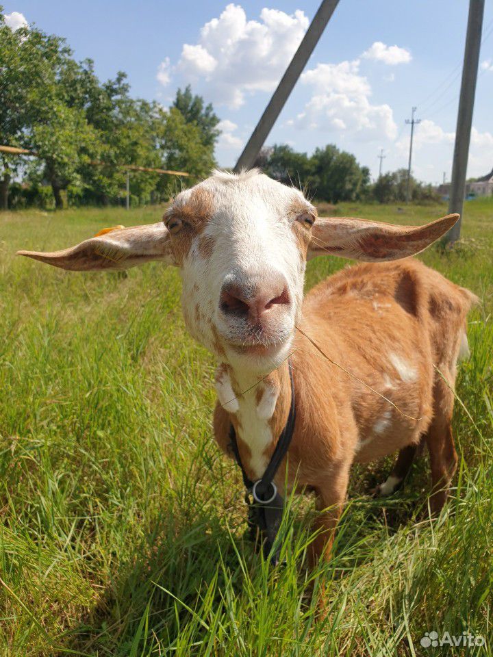 Дойные нубийские козы купить на Зозу.ру - фотография № 6