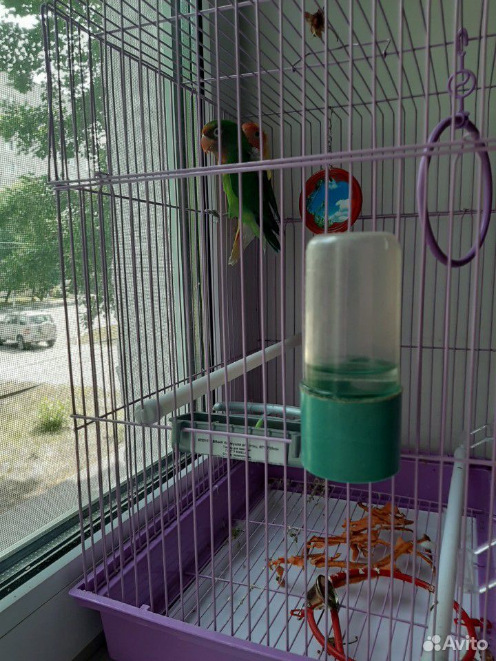 Клетка с попугаями купить на Зозу.ру - фотография № 2