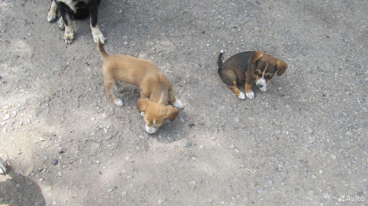 Помогите спасти щенков купить на Зозу.ру - фотография № 5