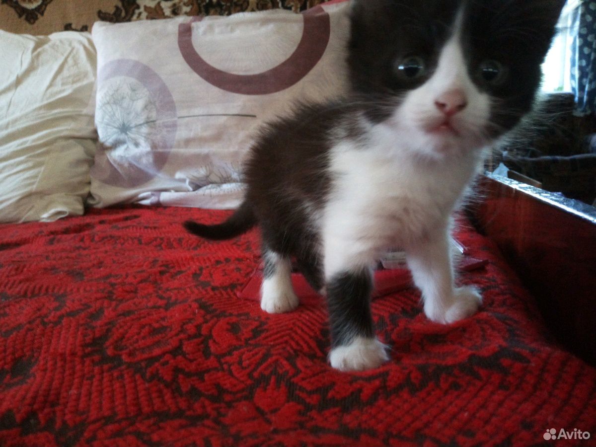 Котенок черно-белый купить на Зозу.ру - фотография № 3