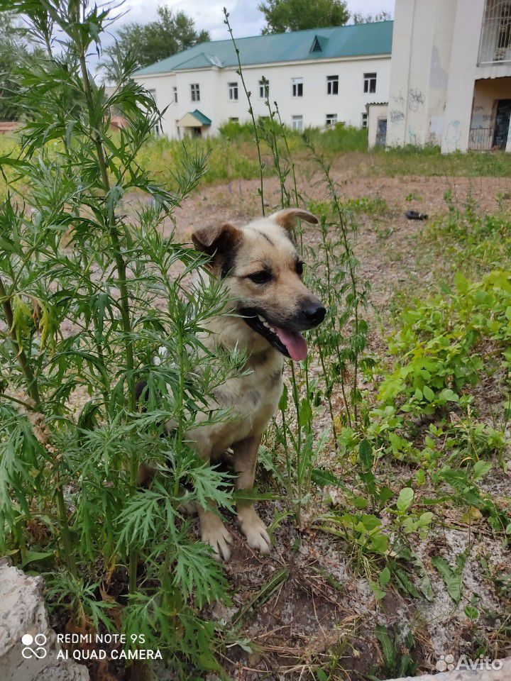 Собака купить на Зозу.ру - фотография № 7