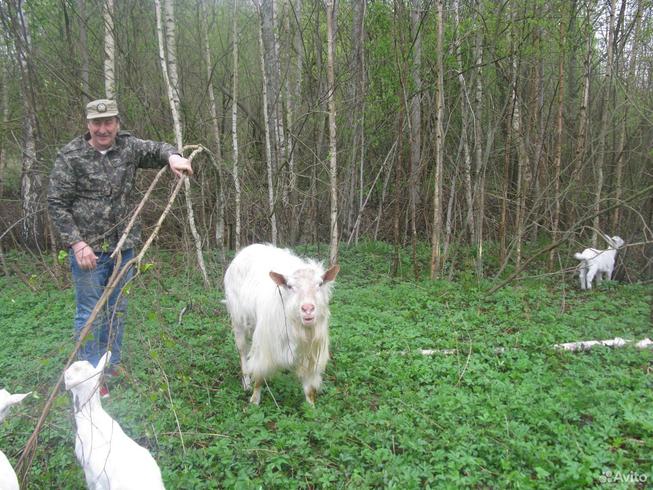 Продажа коз купить на Зозу.ру - фотография № 1