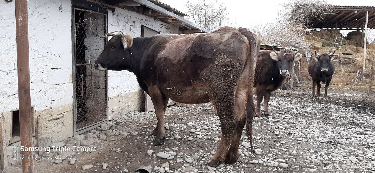 Корова с Теленком купить на Зозу.ру - фотография № 1