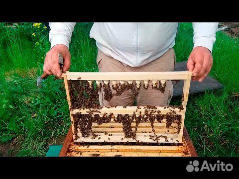 Плодные матки.пчелы.маточники купить на Зозу.ру - фотография № 1