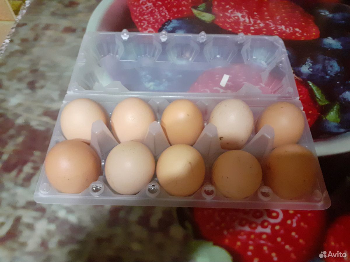 Яйца для инкубации купить на Зозу.ру - фотография № 1