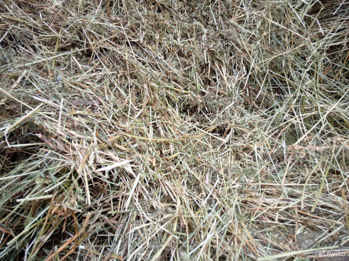 Сено сеяное в тюках(люцерна) купить на Зозу.ру - фотография № 9