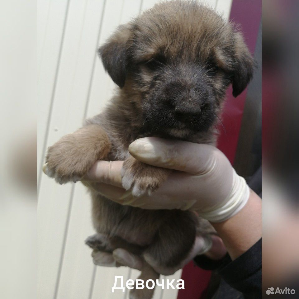Отдадим щеночков купить на Зозу.ру - фотография № 6