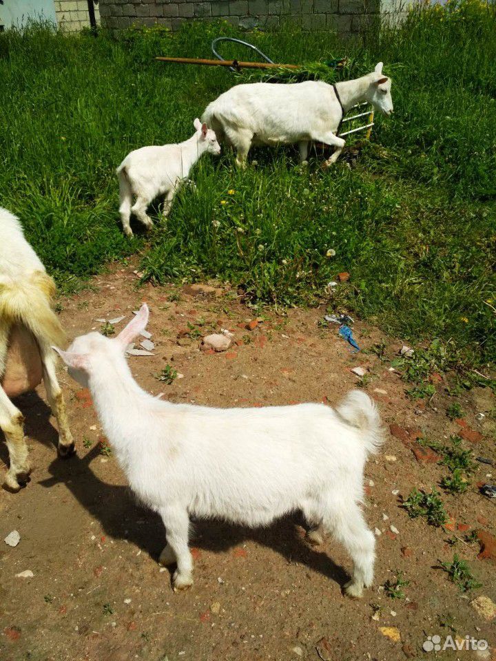 Заанинские козлята одна козочка и два козленка купить на Зозу.ру - фотография № 2