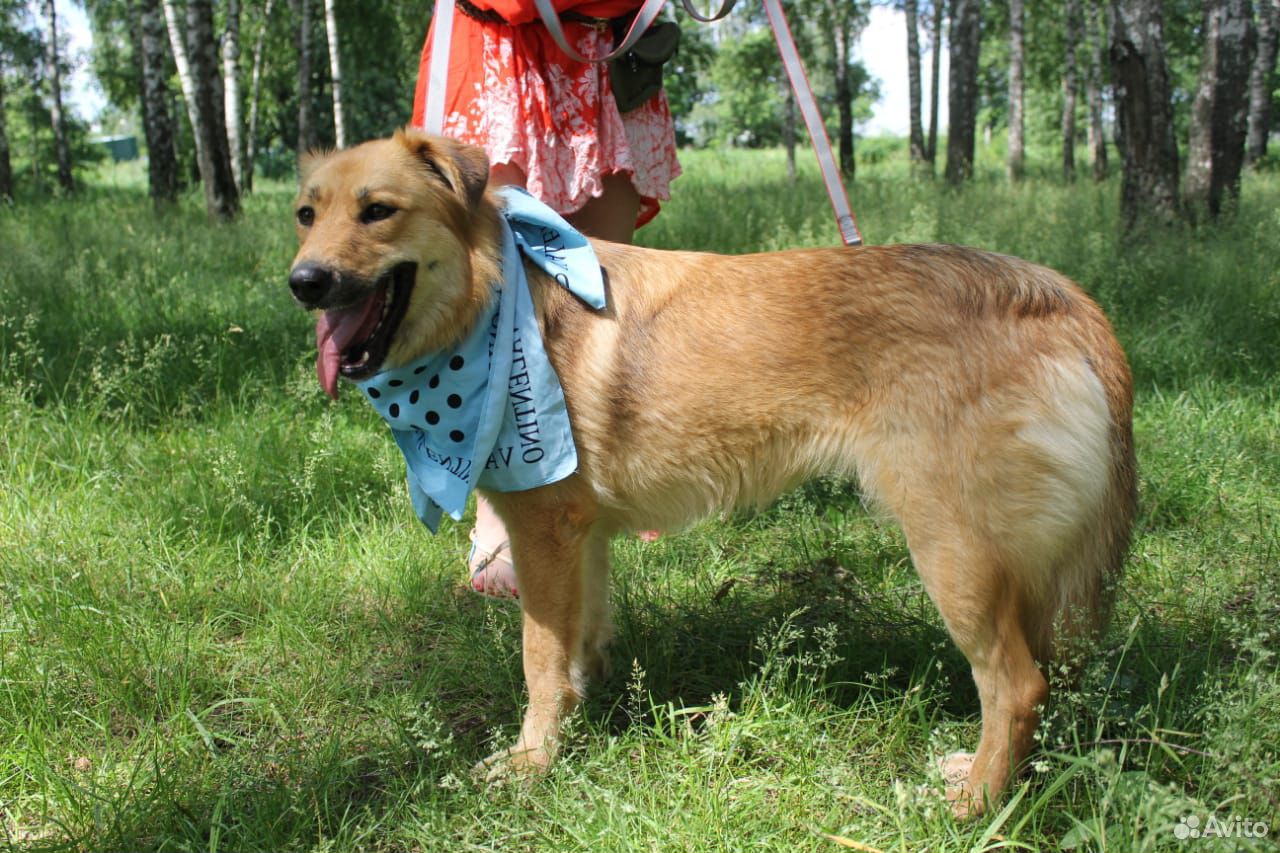 Собака Лиза в добрые руки купить на Зозу.ру - фотография № 3
