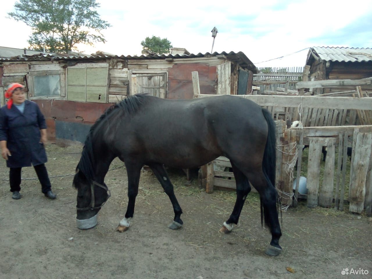 Продам лошадь купить на Зозу.ру - фотография № 3