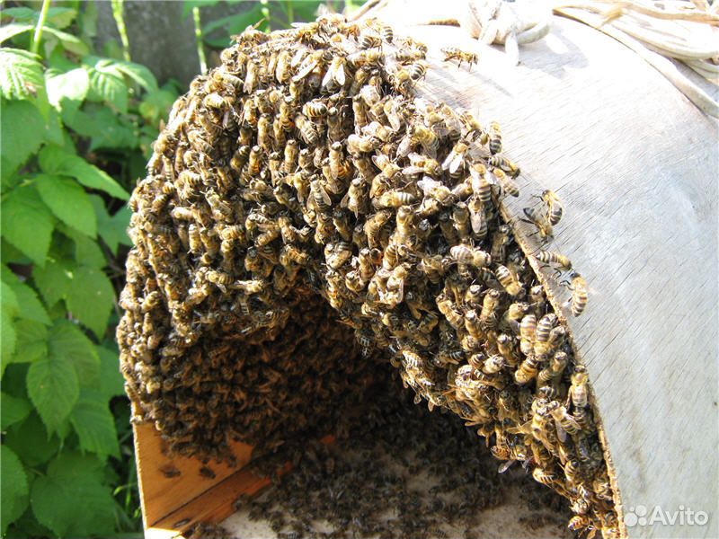 Продам рой пчел купить на Зозу.ру - фотография № 1