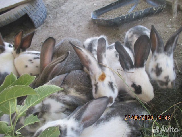 Продам кроликов купить на Зозу.ру - фотография № 8