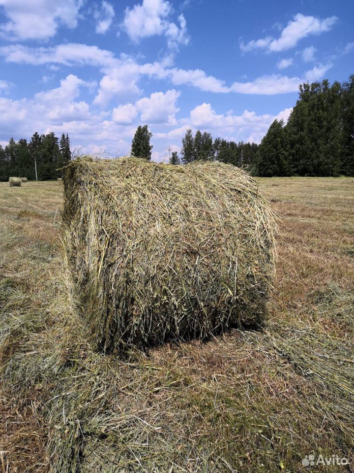 Продажа сена урожая 2020 года купить на Зозу.ру - фотография № 1
