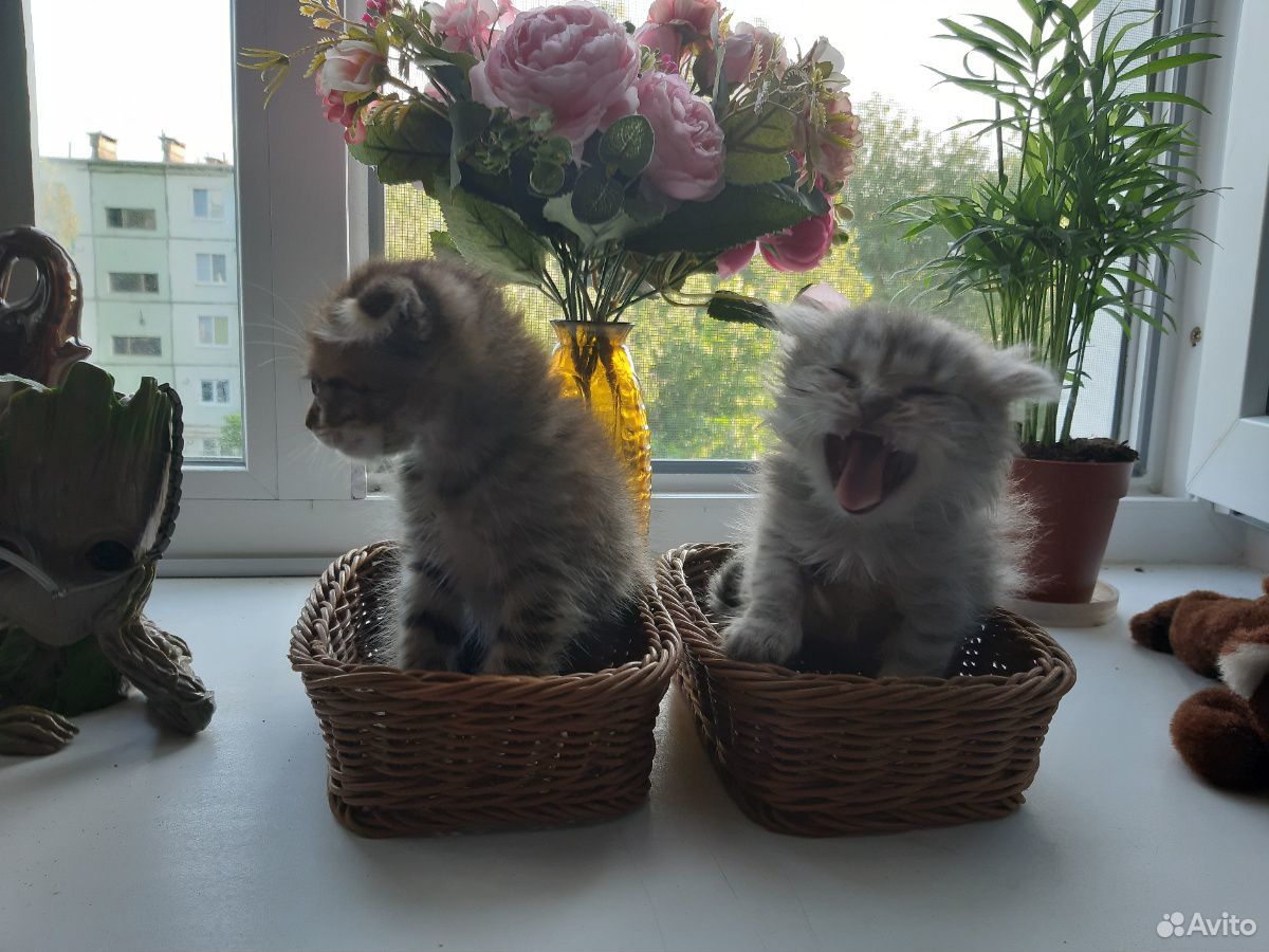 Котёноки купить на Зозу.ру - фотография № 1