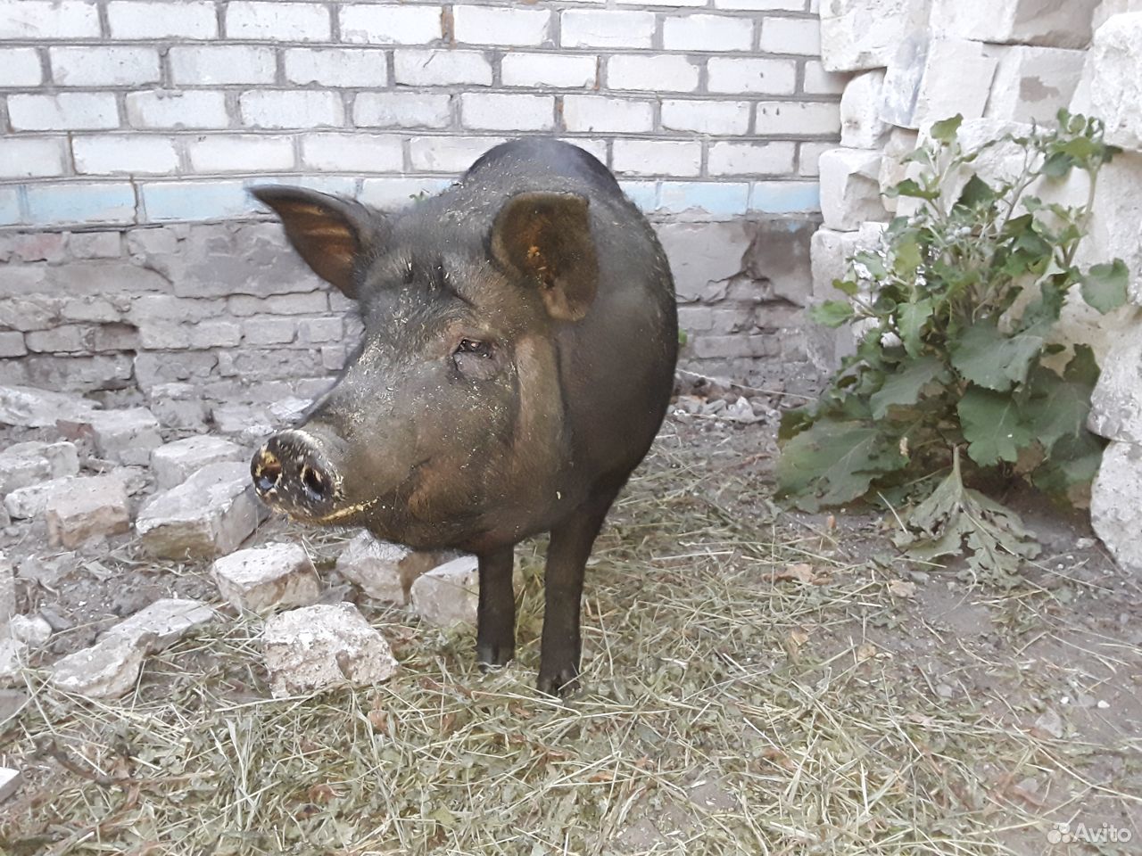 Домашняя свинина купить на Зозу.ру - фотография № 2