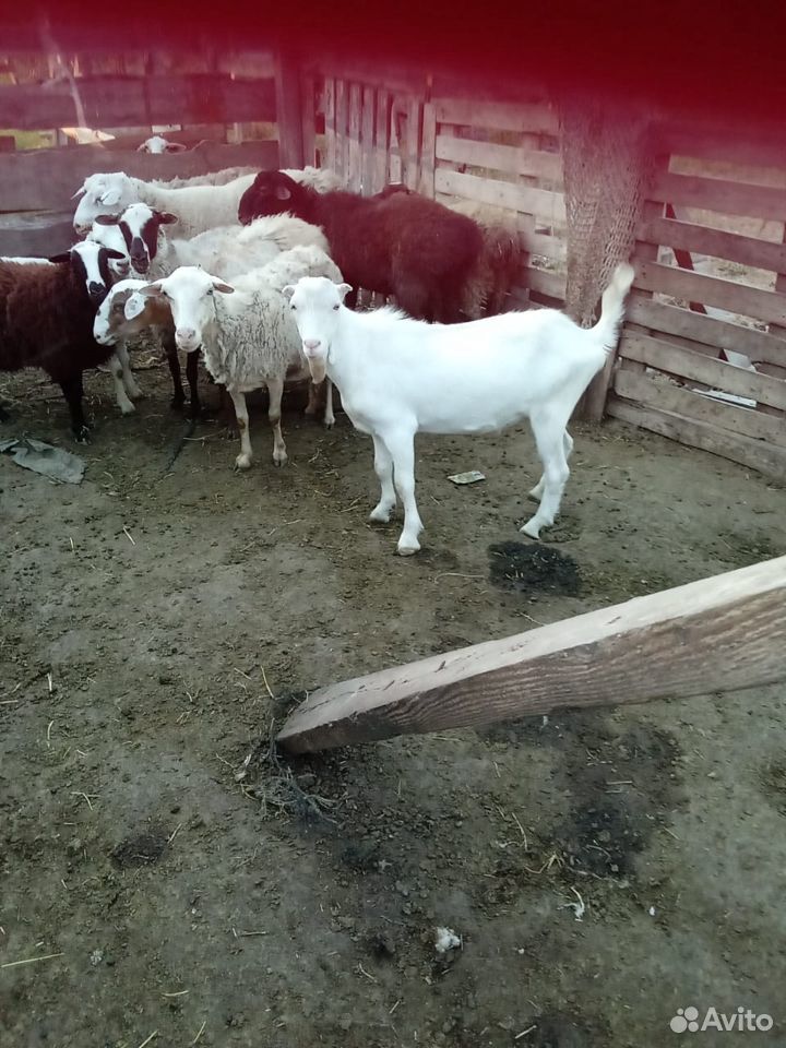 Продаётся овцы купить на Зозу.ру - фотография № 1