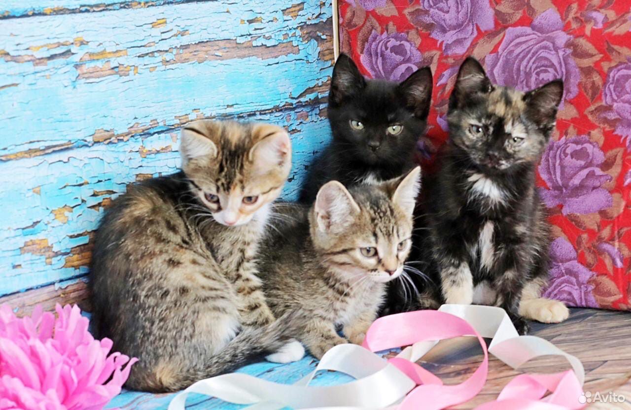 Сладкие котятки ищут дом купить на Зозу.ру - фотография № 1