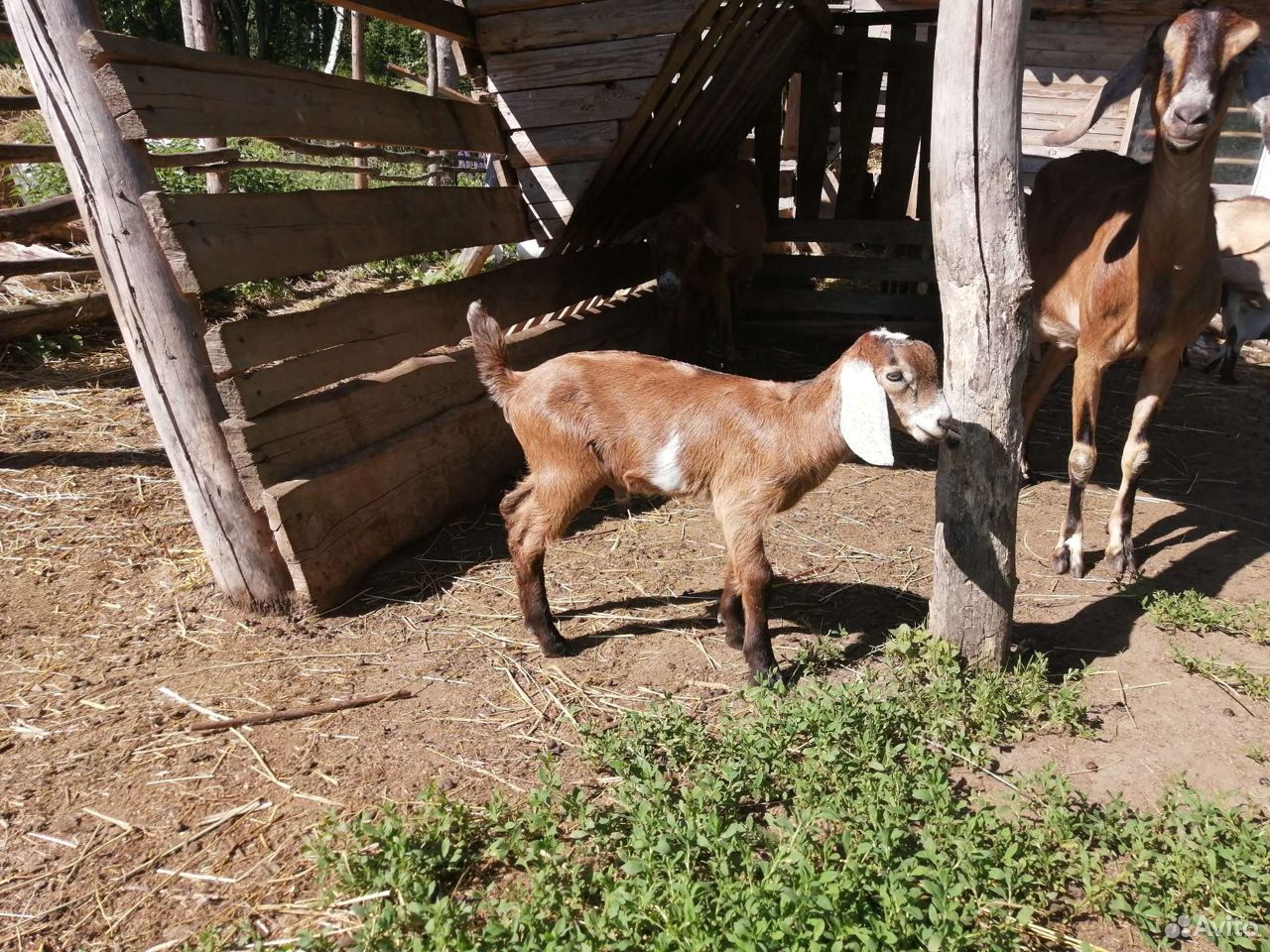 Нубийская дойная коза, козочки, козлики купить на Зозу.ру - фотография № 5