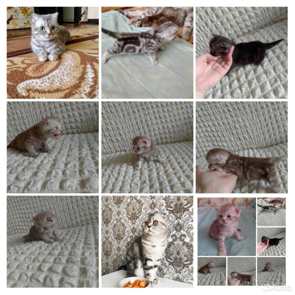 Очень красивые британские котята, родились 04.06.2 купить на Зозу.ру - фотография № 2