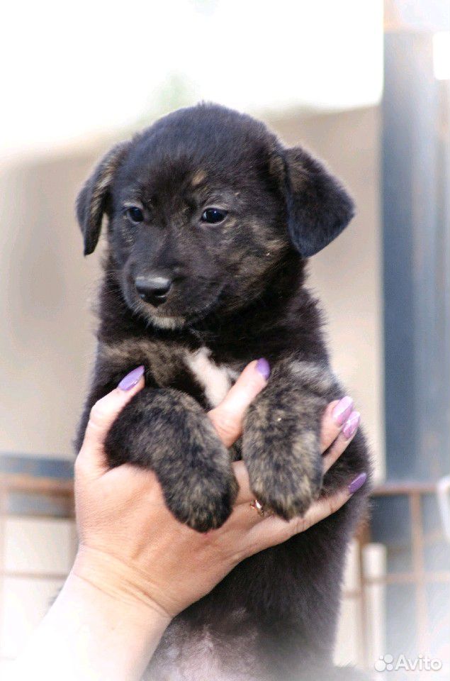 Трейси - щенок в добрые руки купить на Зозу.ру - фотография № 1