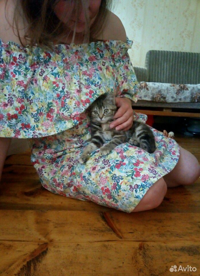 Котенок в ответственные руки купить на Зозу.ру - фотография № 1