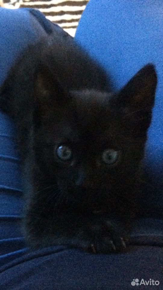 Чёрный котик с небесными глазами купить на Зозу.ру - фотография № 6