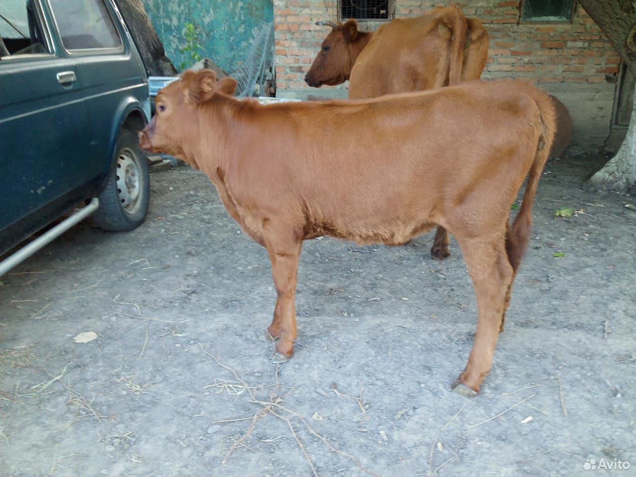 Продается корова с теленком купить на Зозу.ру - фотография № 3
