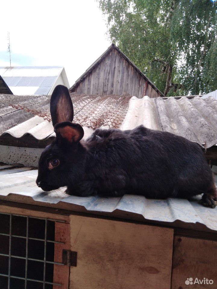 Помесные крольчата купить на Зозу.ру - фотография № 5