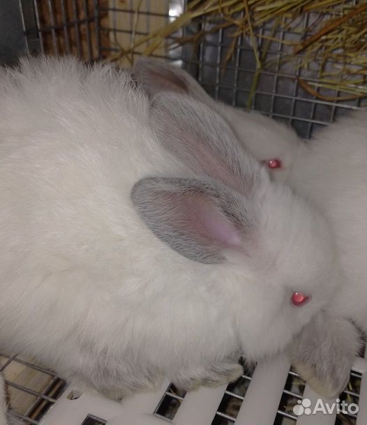 Кролики крольчата Калифорнийские купить на Зозу.ру - фотография № 8