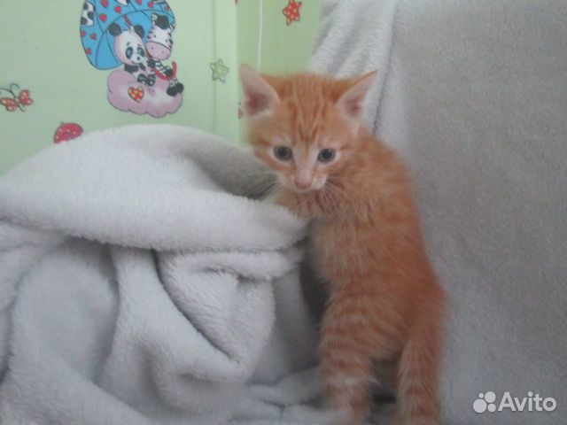 Отдадим котят, возраст 1 месяц купить на Зозу.ру - фотография № 4