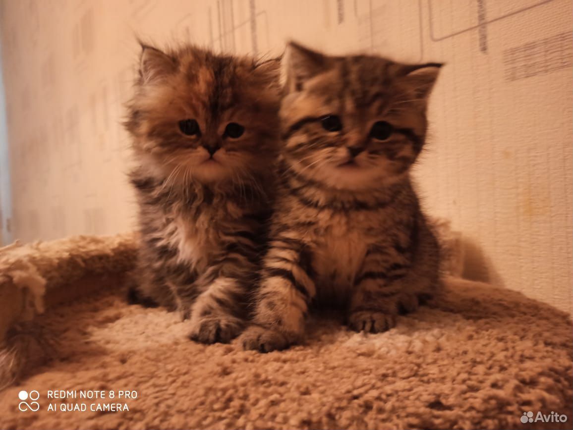 Персидские котята купить на Зозу.ру - фотография № 1