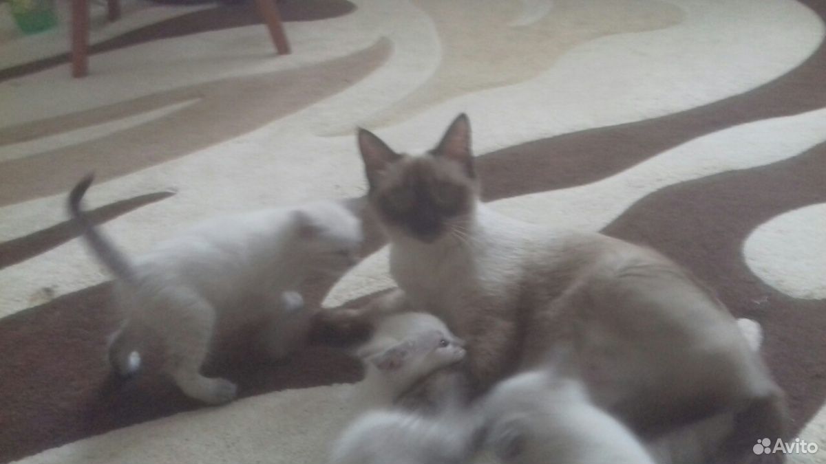 Тайские котята купить на Зозу.ру - фотография № 2