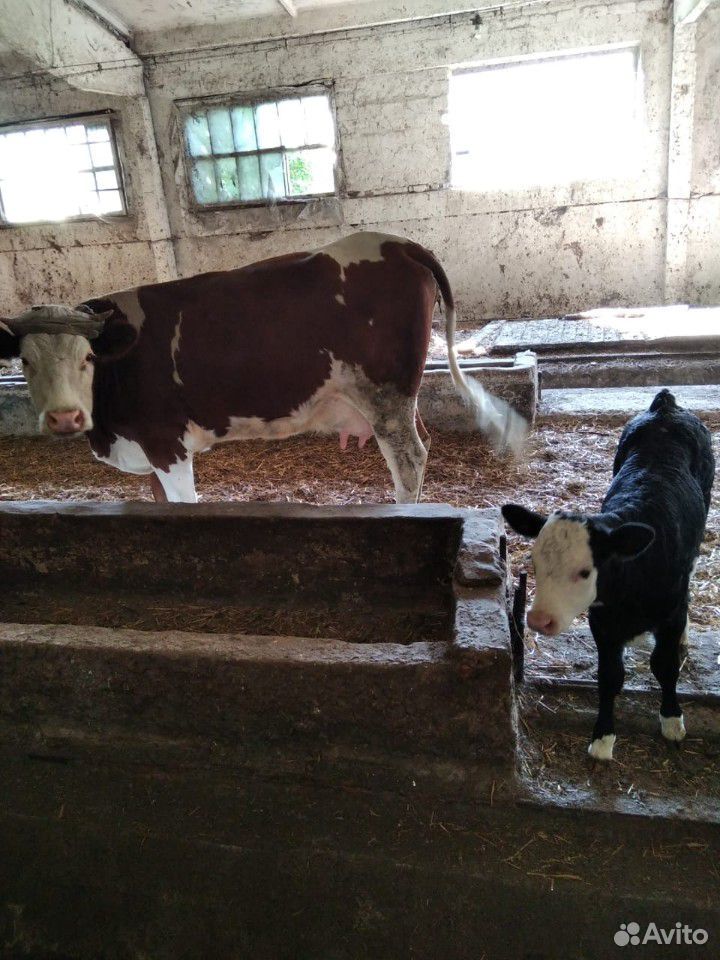 Корова и телёнок купить на Зозу.ру - фотография № 1
