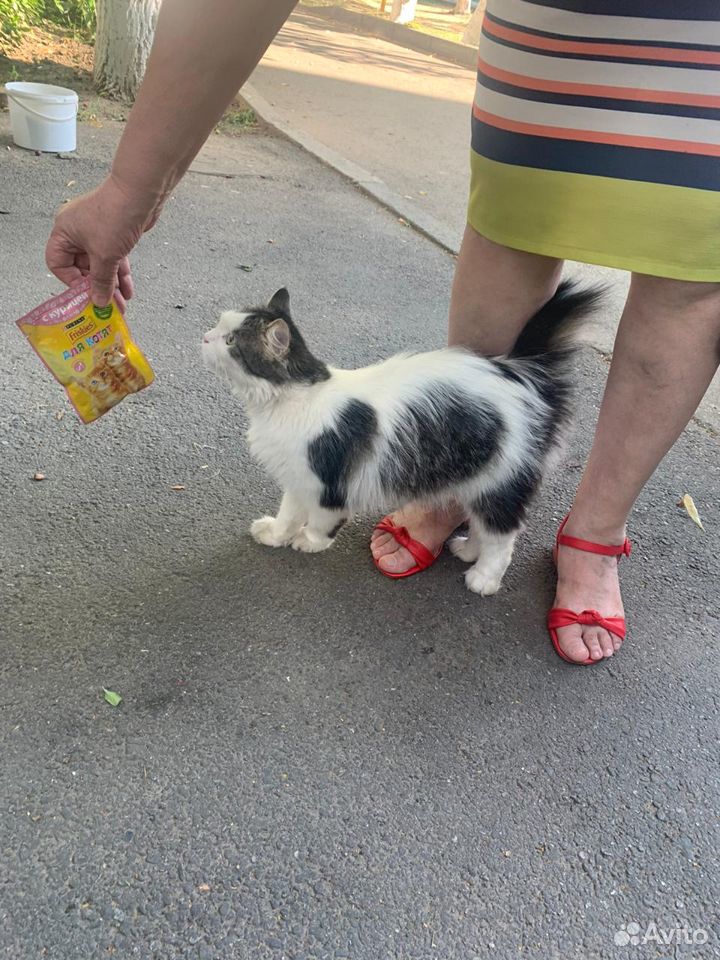 Кошечка стерилизованная в добрые руки купить на Зозу.ру - фотография № 2