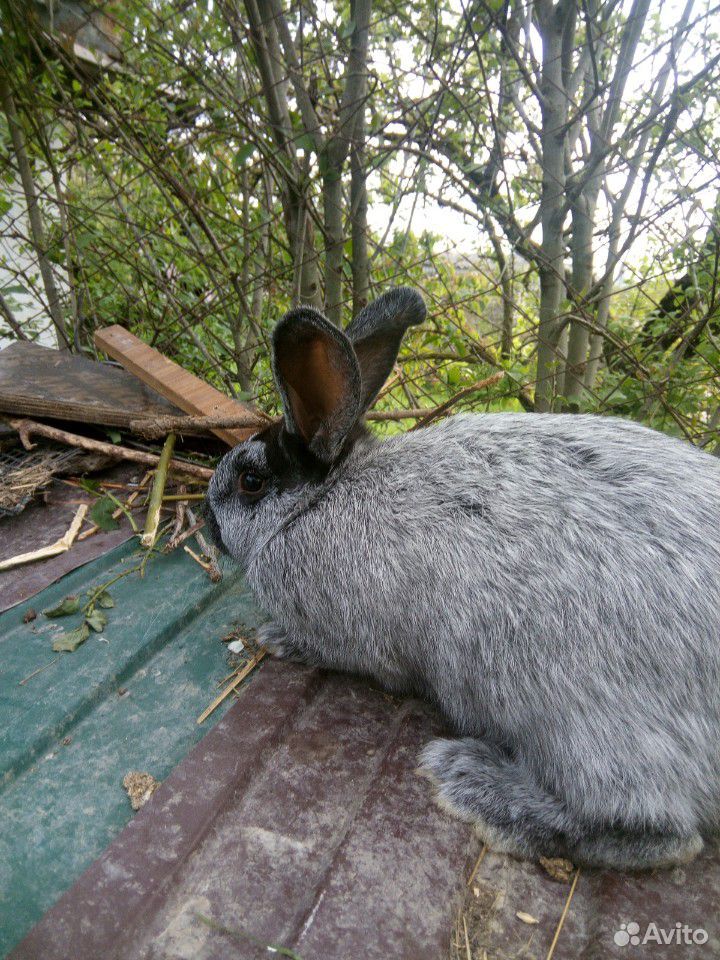 Кролики порода Серебро купить на Зозу.ру - фотография № 2