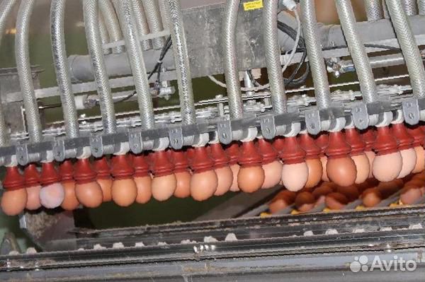 Ломан лсл яйцо инкубационное купить на Зозу.ру - фотография № 1