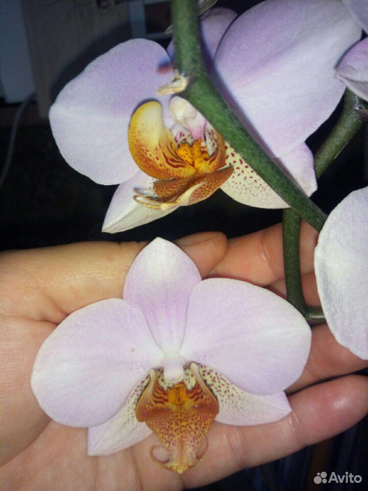Орхидея фаленопсис купить на Зозу.ру - фотография № 4