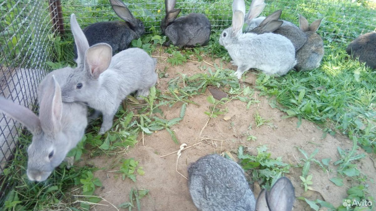 Крольчата-великаны купить на Зозу.ру - фотография № 1