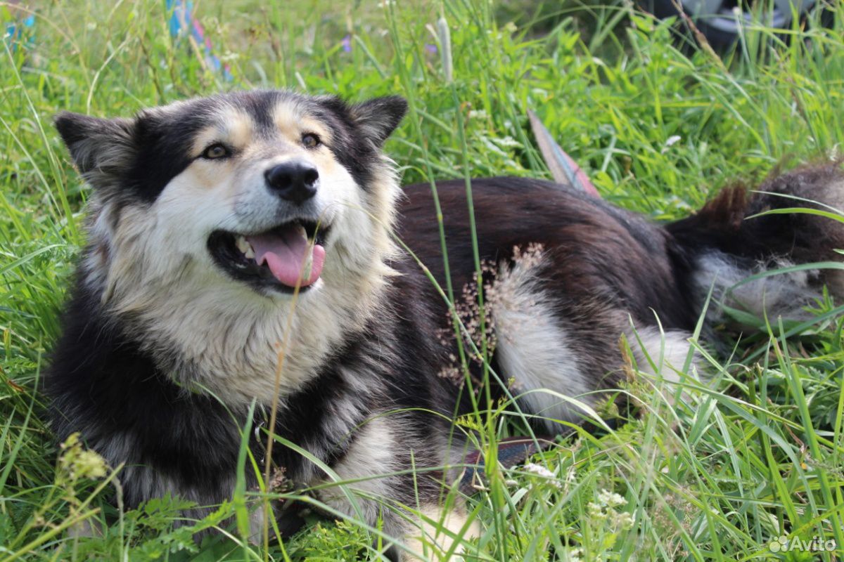 Красивая собака ищет дом купить на Зозу.ру - фотография № 5
