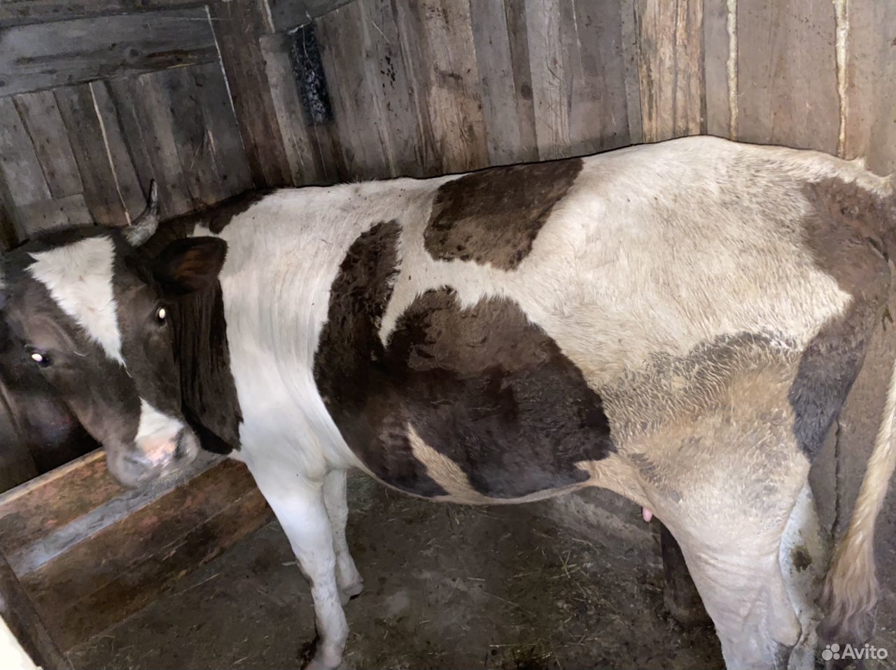 Продаются 2 коровы,2 бычка и одна тёлочка купить на Зозу.ру - фотография № 2