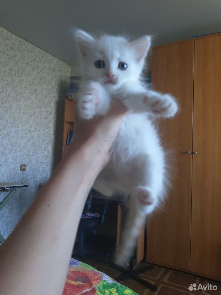 Котенок беспородный в добрфе руки купить на Зозу.ру - фотография № 1