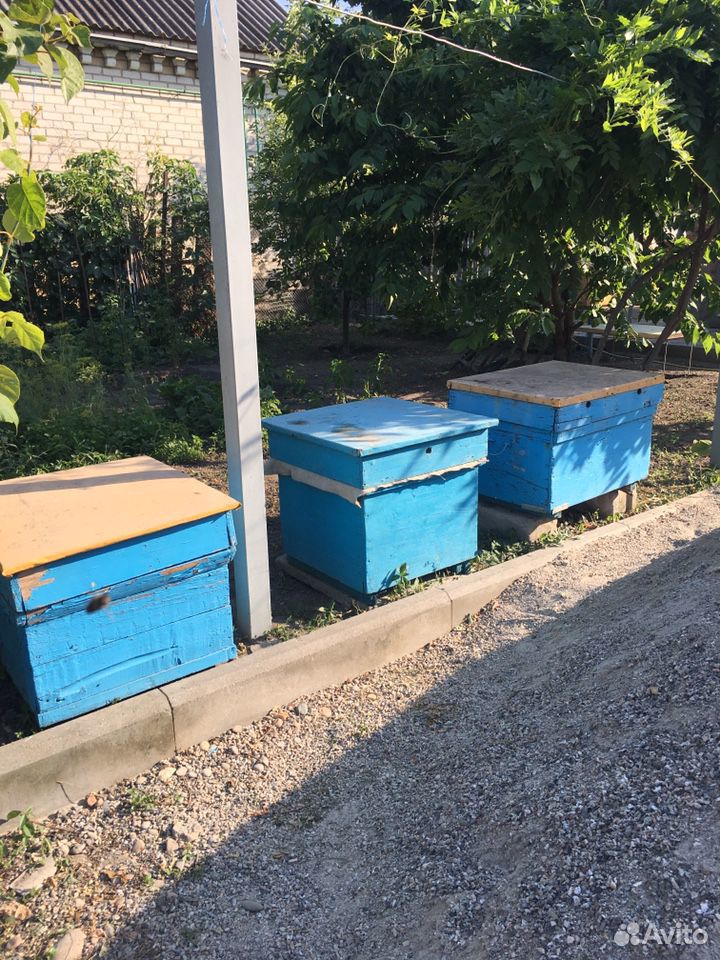 Пчёлы с уликами купить на Зозу.ру - фотография № 2