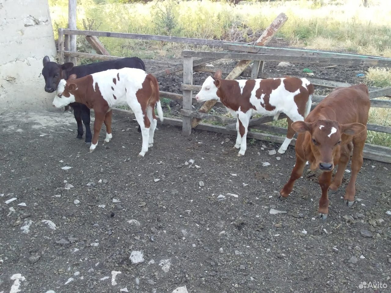 Быки и телки пародостие от молочных коров купить на Зозу.ру - фотография № 4