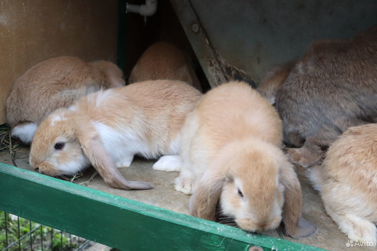 Кролики. Французский баран купить на Зозу.ру - фотография № 3