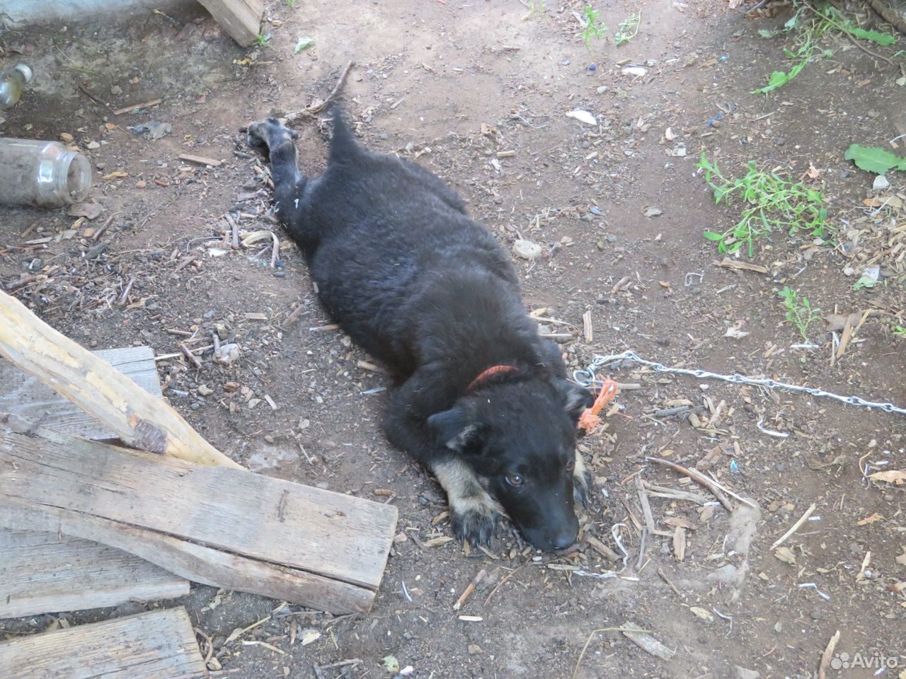 Стеснительный щенок хочет найти хозяина купить на Зозу.ру - фотография № 2