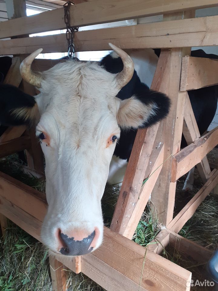 Корова с теленком купить на Зозу.ру - фотография № 6