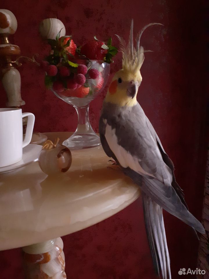 Отдам попугая корелла купить на Зозу.ру - фотография № 1